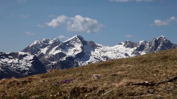 Montañas en primavera con flores y nieve — Vídeo de stock