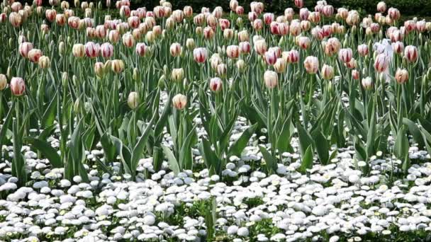 kvetoucí tulipány a další květiny