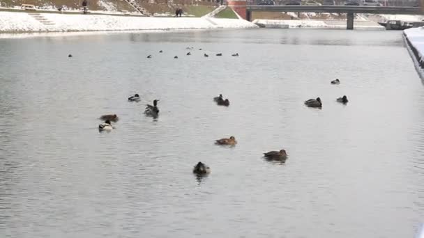 Girato di alcune anatre che nuotano nel fiume — Video Stock