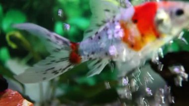 Salyangoz ve balıklar fish tank yukarıya kapatmak