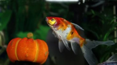 bir altın balık balık tank atış yukarıya kapatmak