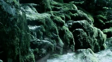 hala river rapids sabah sis ve sabah şafak rengi ile ormanda vurdu