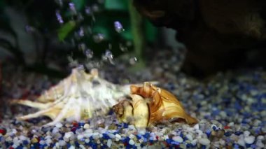 balık tank atış kapatmak