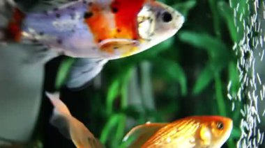 Salyangoz ve balıklar fish tank yukarıya kapatmak