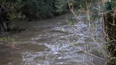 ormanda çalışan nehir manzarası