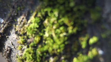 yosun ağaca yakın çekim.