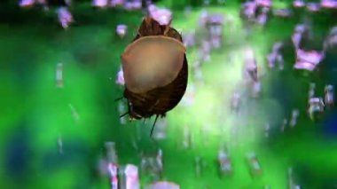 Salyangoz ve balıklar fish tank yukarıya kapatmak