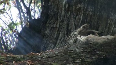 Orman yere düşen yağmur damlaları, yakın çekim