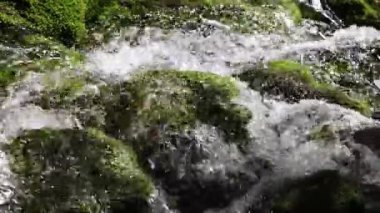 hala river rapids ormanda vurdu