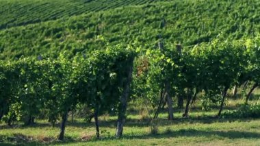 güzel manzara ÜRETIM ortasında golf mahkeme yoluyla Golfe gider bir çift atış vinç