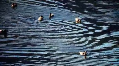 bazı ördek gölde yüzmek