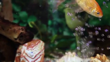 balık tank atış kapatmak