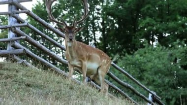 Kameraya bakarak erkek geyik
