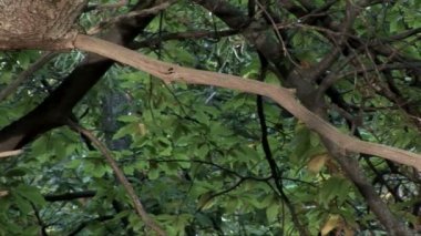 sonbaharın büyülü kestane görünümünü.