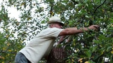 yaşlı bir adam bir ağaçtan elma toplama