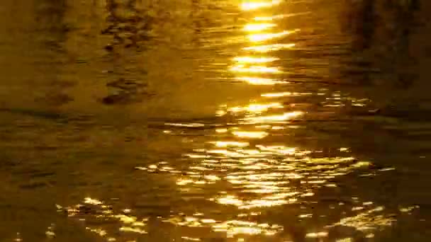 Hala su yüzeyindeki güneş yansıma çekim — Stok video
