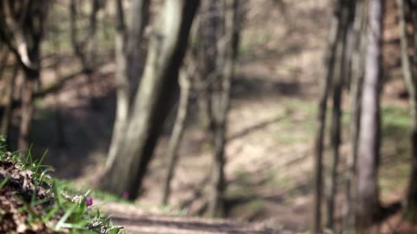 Hombre caminando en el parque — Vídeos de Stock