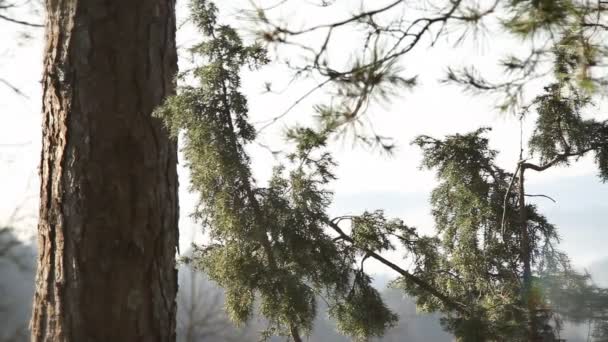 Ακόμα πυροβολισμό των κλάδων σε δέντρο στο δάσος — Αρχείο Βίντεο