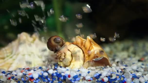 蜗居在底部 — 图库视频影像