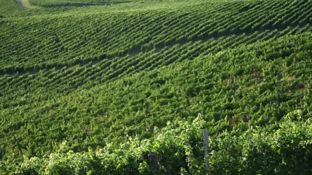 Nog een shot van een verbazingwekkende wineyard — Stockvideo