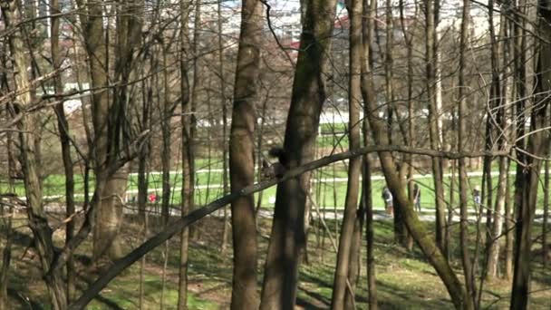 Білка стрибає на стовбурі дерева і землі — стокове відео