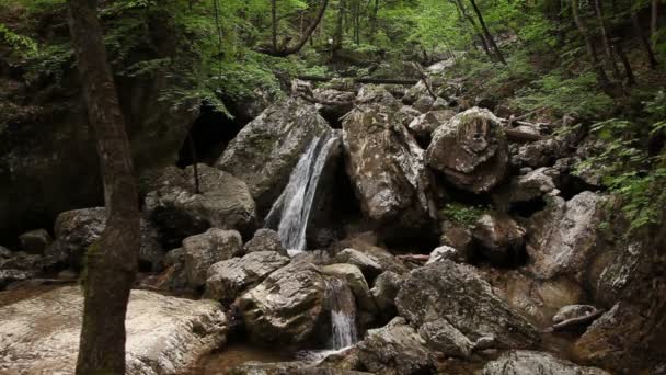 Cours d'eau dans la forêt — Video