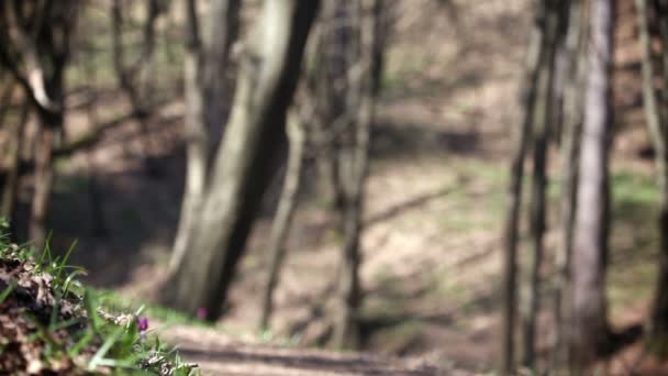 Hombre caminando en el parque — Vídeos de Stock