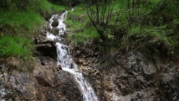 Liten bäck i skogen — Stockvideo