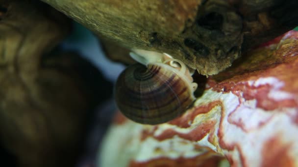 Nära upp skott av en sea snigel i akvarium — Stockvideo