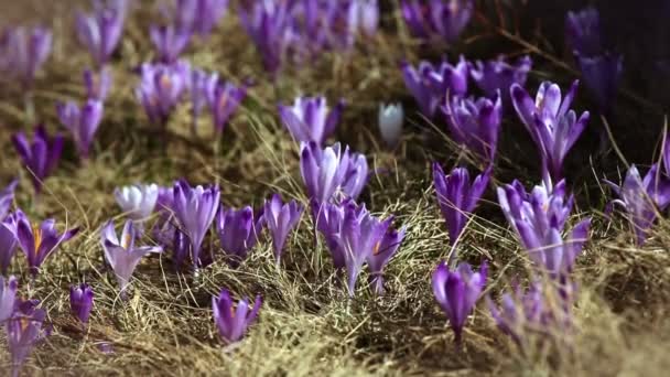 Flores de açafrão — Vídeo de Stock