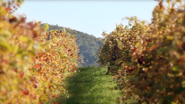 在秋季 wineyard — 图库视频影像