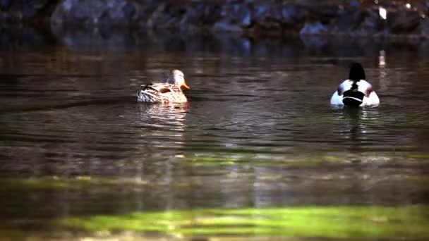 Patos nadadores en el lago — Vídeos de Stock