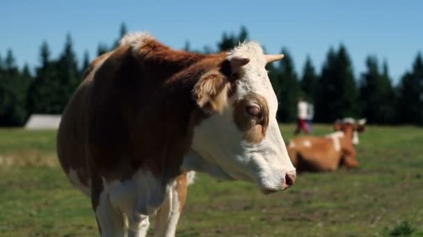 Joven mujer corriendo amon cows — Vídeo de stock