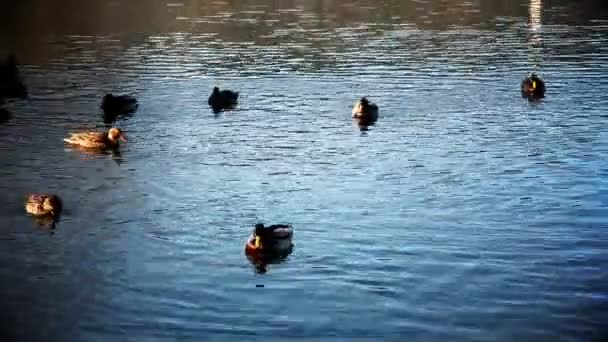 Mehrere Enten schwimmen im See — Stockvideo