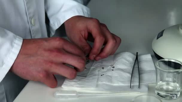 Primer plano del estudiante que estudia la semilla bajo el microscopio — Vídeo de stock