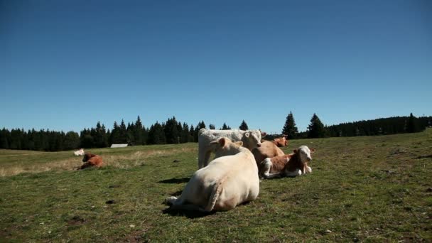 Mucche a riposo — Video Stock