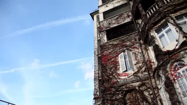 Old building covered with vine — Stock Video