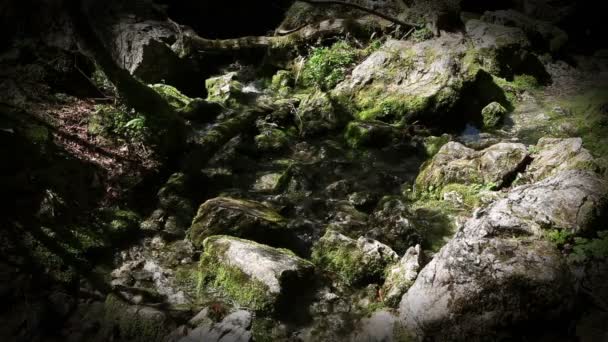 Encore prise d'un ruisseau dans les bois 