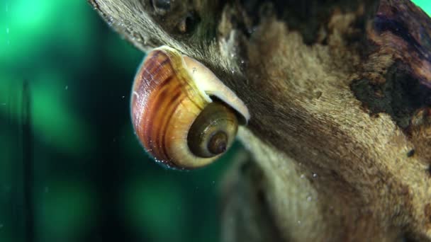 Nahaufnahme einer Meeresschnecke im Aquarium — Stockvideo