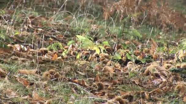 Närbild på regndroppar faller på skogen grund — Stockvideo