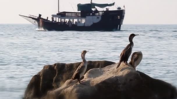 Птицы на скале и корабль вдалеке — стоковое видео