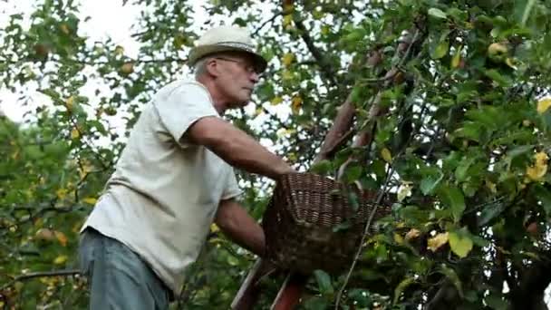Hombre mayor recogiendo manzanas y poniéndolas en una canasta — Vídeo de stock