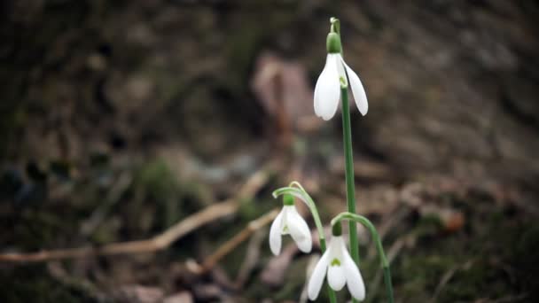 Still shot of snowdrops moving because of wind blowing — Stock Video