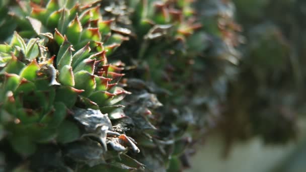 Gros plan sur Aloe vera — Video