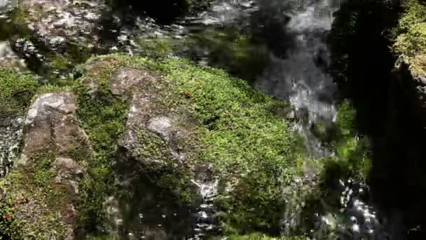 Primer plano de un arroyo de rápidos en los bosques — Vídeos de Stock