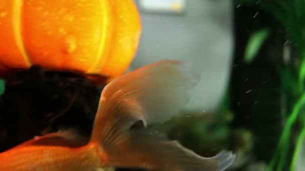 Από κοντά shot της ένα χρυσό ψάρια σε μια δεξαμενή ψαριών — Αρχείο Βίντεο