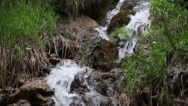 Pequeno córrego na floresta — Vídeo de Stock