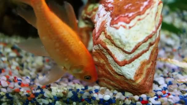 魚の水槽で金魚のショットを閉じる — ストック動画