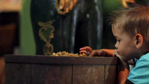 Enfant garçon jouant avec le houblon dans un musée — Video