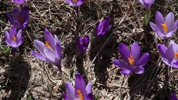 Zoom aparatu saffrons kwitnący — Wideo stockowe